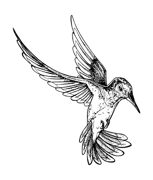 Humming Bird Tattoo Meaning, PNG and SVG