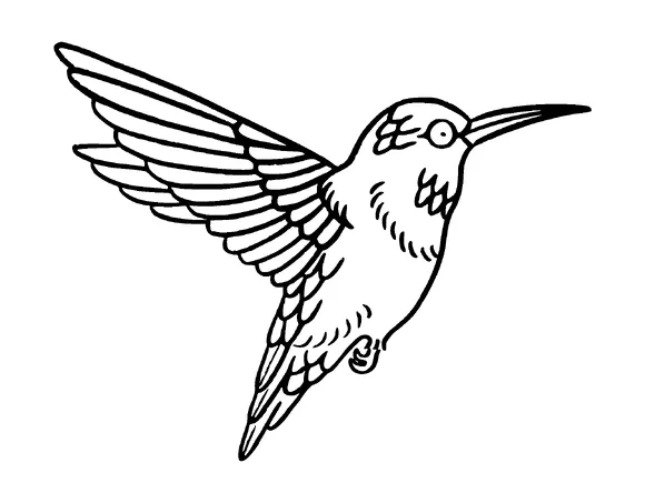 Humming Bird Tattoo Meaning, PNG and SVG