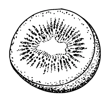 Kiwi Cut In Half Dot Tattoo Meaning, PNG and SVG