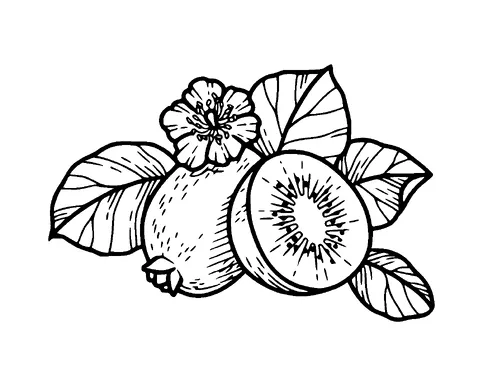 Kiwi Tattoo Meaning, PNG and SVG