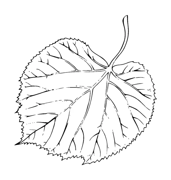 Leaf Tattoo Meaning, PNG and SVG