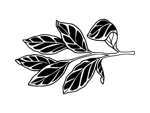 Leaf Branch Tattoo Meaning, PNG and SVG