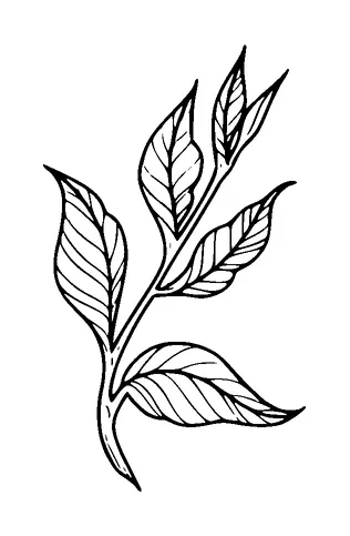 Leaf Branch Tattoo Meaning, PNG and SVG