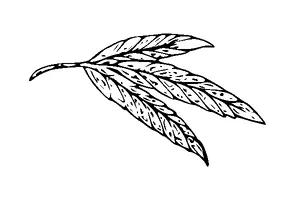 Leaves Tattoo Meaning, PNG and SVG