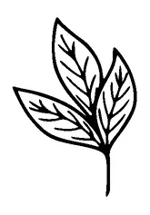 Leaves Tattoo Meaning, PNG and SVG