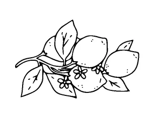 Lemon Branch Tattoo Meaning, PNG and SVG