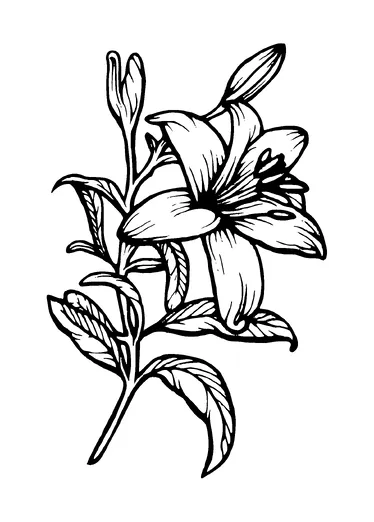 Lily Flower Drawing Tattoo Meaning, PNG and SVG