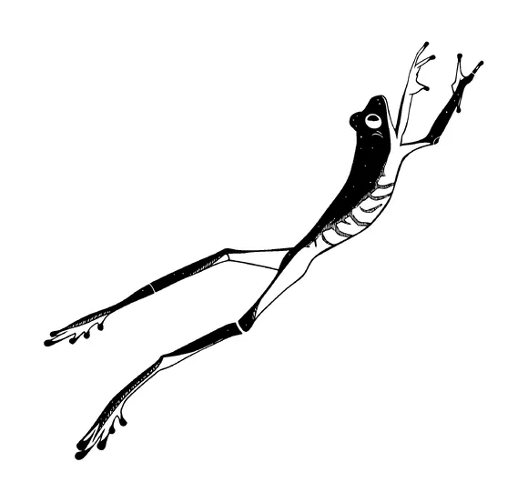 Long Frog Jumping Tattoo Meaning, PNG and SVG