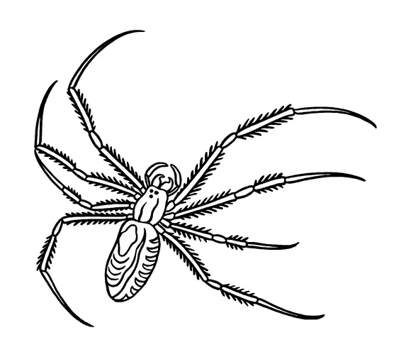 Long Legged Spider Tattoo Meaning, PNG and SVG