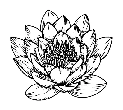 Lotus Flower Tattoo Meaning, PNG and SVG