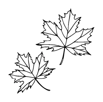 Maple Leaves Tattoo Meaning, PNG and SVG