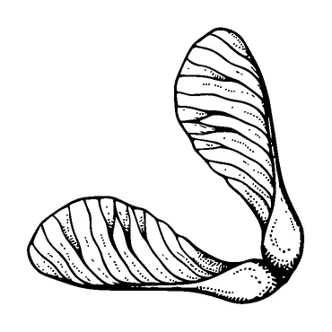 Maple Seed Tattoo Meaning, PNG and SVG