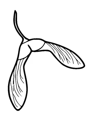 Maple Seed Tattoo Meaning, PNG and SVG