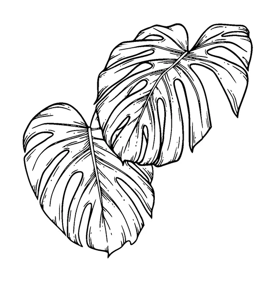 Monstera Leaves Tattoo Meaning, PNG and SVG