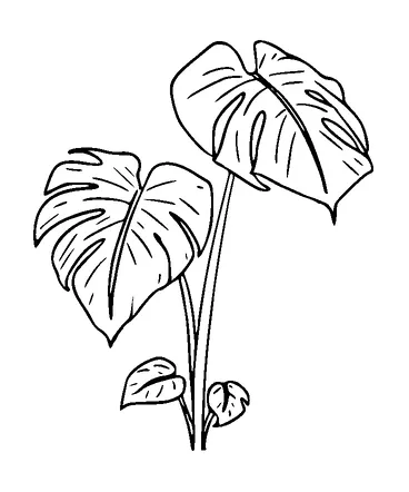 Monstera Plant Tattoo Meaning, PNG and SVG