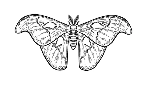 Moth Tattoo Meaning, PNG and SVG