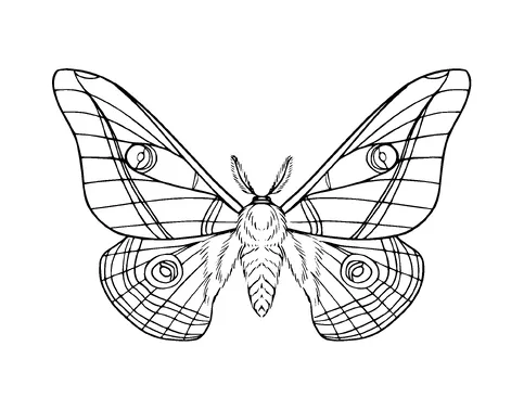 Moth Tattoo Meaning, PNG and SVG