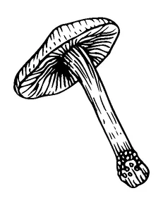 Mushroom Tattoo Meaning, PNG and SVG