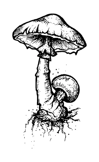 Mushroom Drawing Tattoo Meaning, PNG and SVG