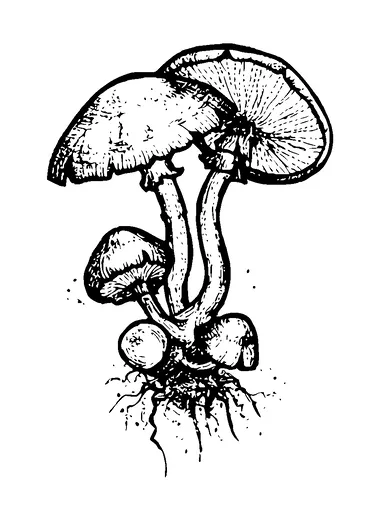 Mushroom With Roots Drawing Tattoo Meaning, PNG and SVG