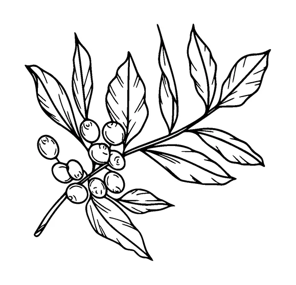 Olive Branch Tattoo Meaning, PNG and SVG