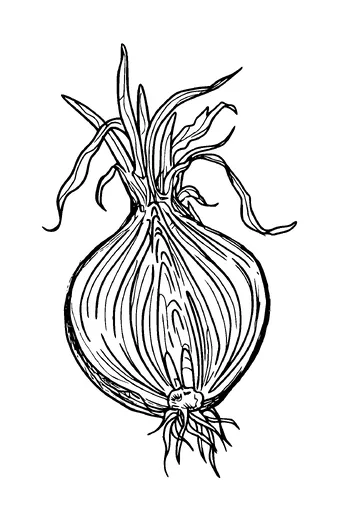 Onion Sliced In Half Tattoo Meaning, PNG and SVG