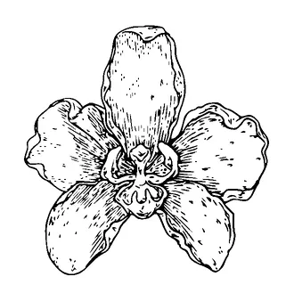 Orchid Flower Tattoo Meaning, PNG and SVG