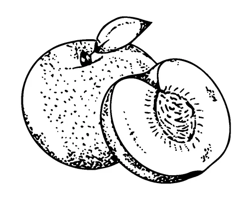 Peaches One Cut In Half Tattoo Meaning, PNG and SVG