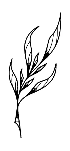 Plant Tattoo Meaning, PNG and SVG