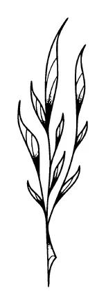 Plant Branch Tattoo Meaning, PNG and SVG