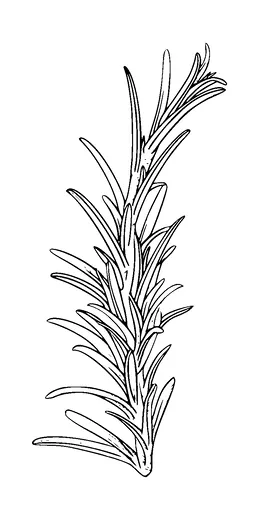 Plant Tattoo Meaning, PNG and SVG