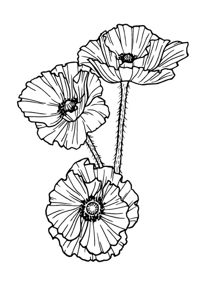 Poppy Flower Tattoo Meaning, PNG and SVG