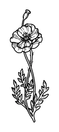 Poppy Flower Tattoo Meaning, PNG and SVG