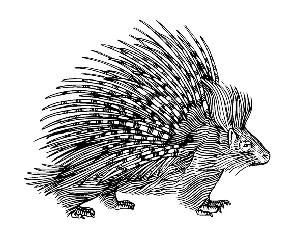 Porcupine Drawing Tattoo Meaning, PNG and SVG