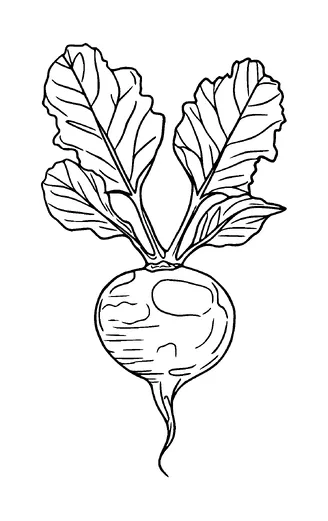 Radish Tattoo Meaning, PNG and SVG