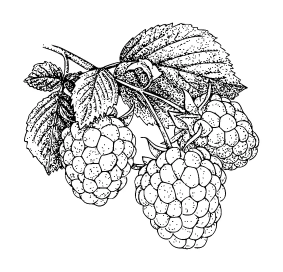 Raspberries On Leaf Tattoo Meaning, PNG and SVG