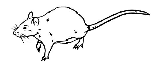 Rat Tattoo Meaning, PNG and SVG