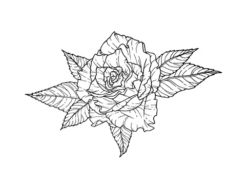 Rose Tattoo Meaning, PNG and SVG