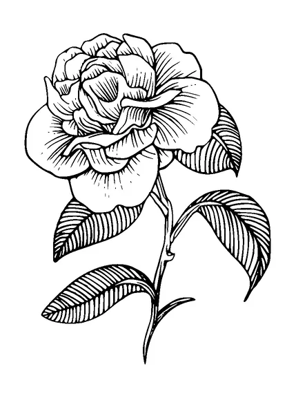 Rose Tattoo Meaning, PNG and SVG