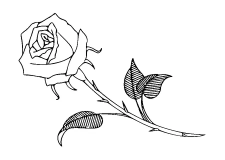 Rose Tattoo Meaning, PNG and SVG