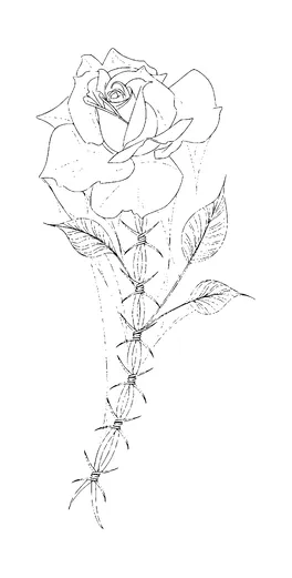 Rose On Barbed Wire Tattoo Meaning, PNG and SVG