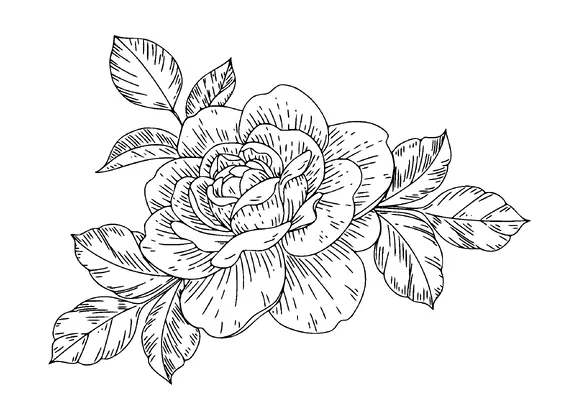 Rose With Leaves Tattoo Meaning, PNG and SVG