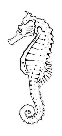 Seahorse Tattoo Meaning, PNG and SVG