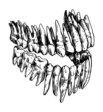 Set Of Human Teeth Tattoo Meaning, PNG and SVG