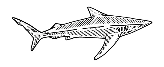 Shark Drawing Tattoo Meaning, PNG and SVG