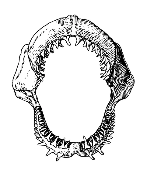 Shark Skull Front View Tattoo Meaning, PNG and SVG