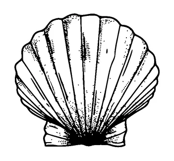 Shell Tattoo Meaning, PNG and SVG