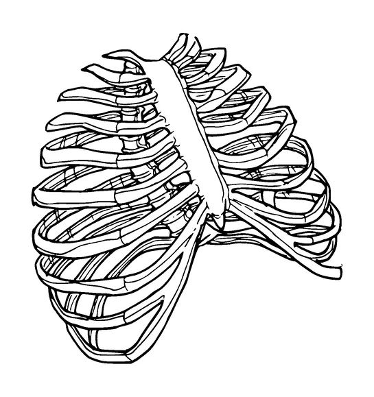 Skeleton Ribs Tattoo Meaning, PNG and SVG