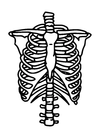 Skeleton Ribs And Spine Tattoo Meaning, PNG and SVG