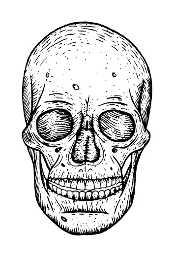 Skull Front Drawing Tattoo Meaning, PNG and SVG